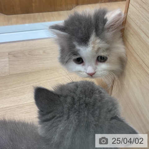 スコティッシュフォールドの写真