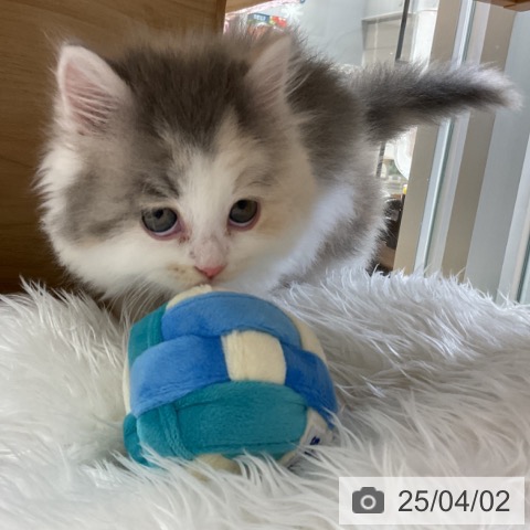 スコティッシュフォールドの写真