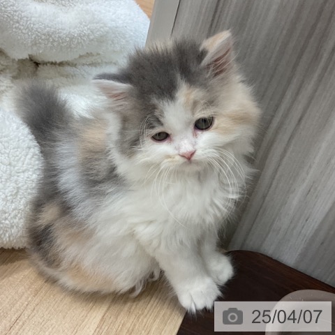 スコティッシュフォールドの写真