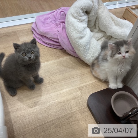 スコティッシュフォールドの写真