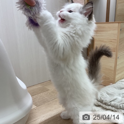 ラグドールの写真