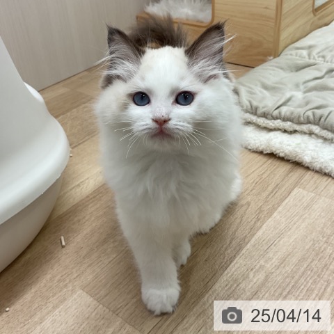 ラグドールの写真
