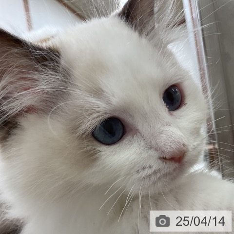 ラグドールの写真