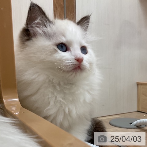 ラグドールの写真