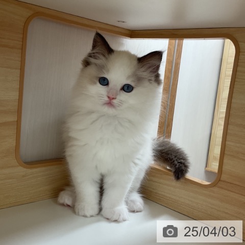 ラグドールの写真