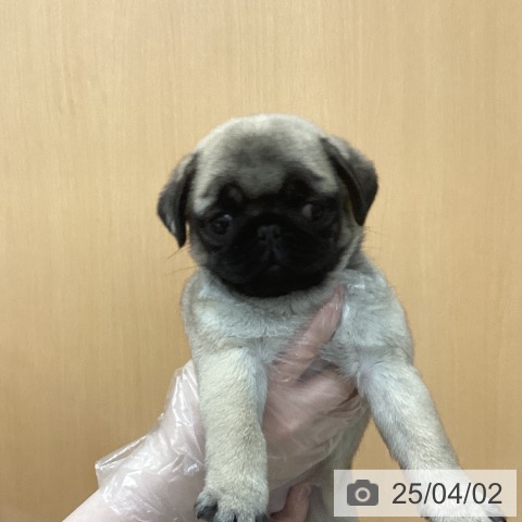 パグの写真
