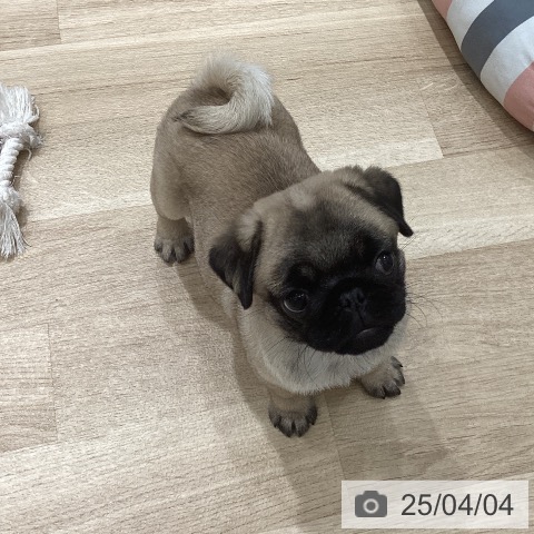 パグの写真