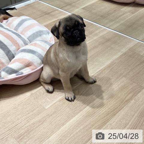 パグの写真