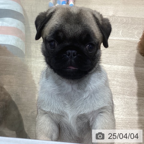 パグの写真