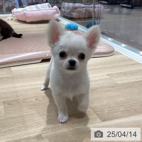 チワワの写真