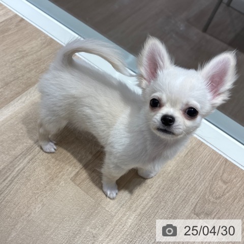 チワワの写真