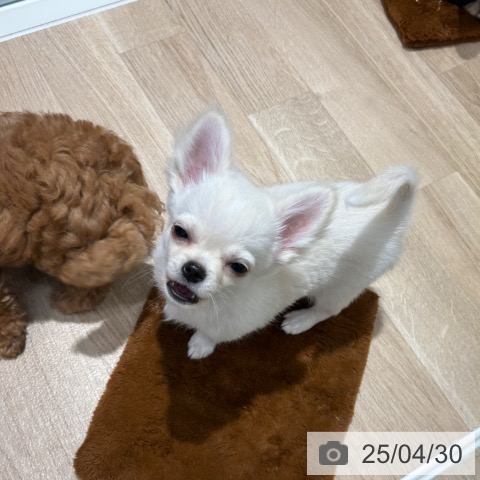 チワワの写真