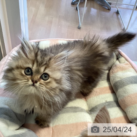 ペルシャの写真