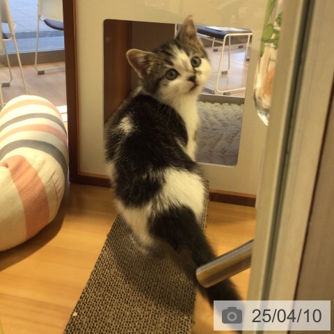 スコティッシュフォールドの写真