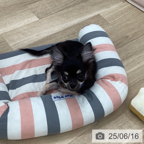 チワワの写真