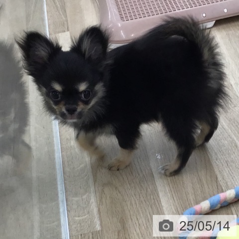 チワワの写真