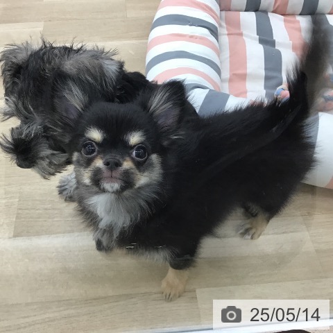 チワワの写真