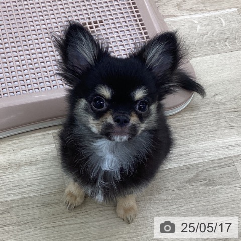 チワワの写真