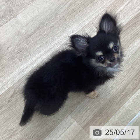 チワワの写真