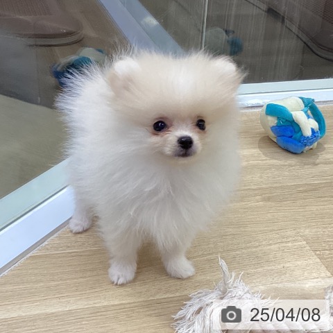 ポメラニアンの写真