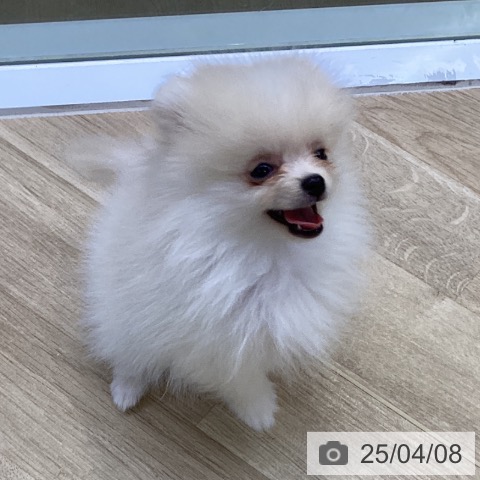 ポメラニアンの写真