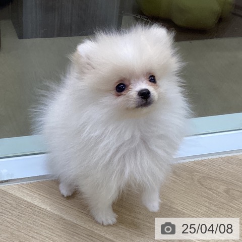 ポメラニアンの写真