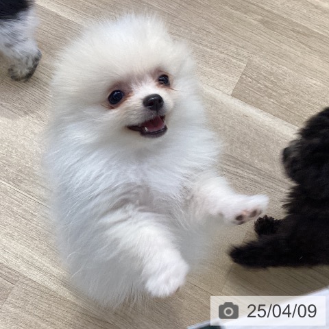 ポメラニアンの写真