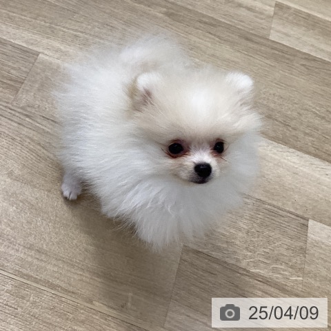 ポメラニアンの写真