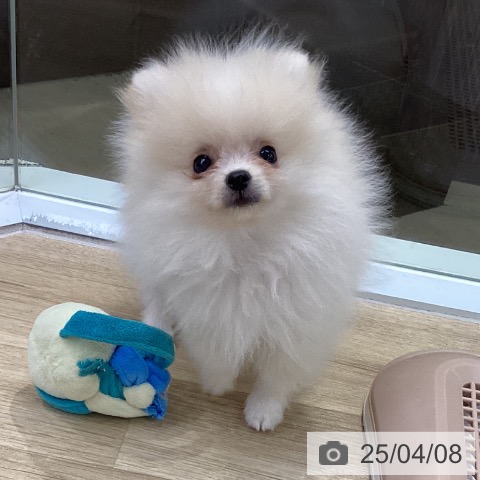 ポメラニアンの写真