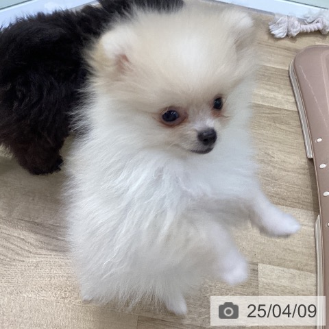 ポメラニアンの写真