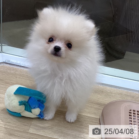 ポメラニアンの写真
