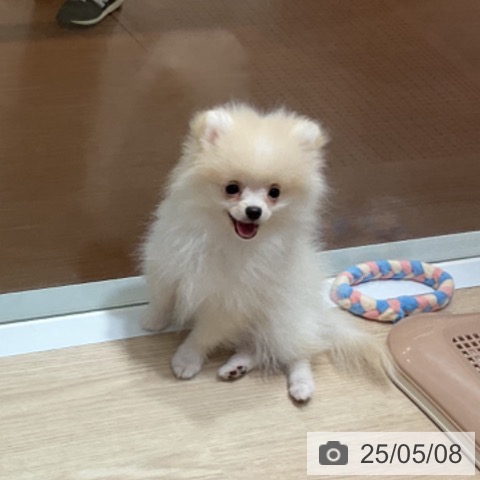 ポメラニアンの写真