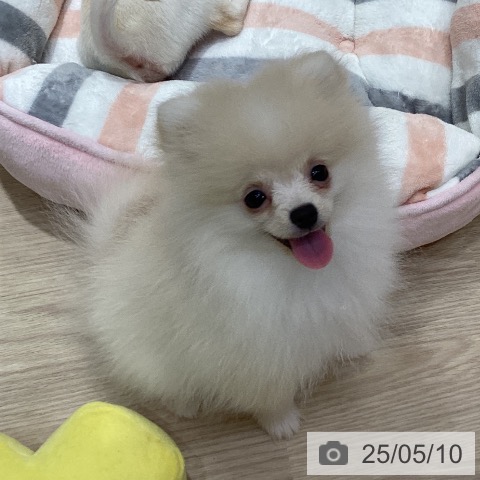 ポメラニアンの写真