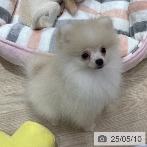 ポメラニアンの写真