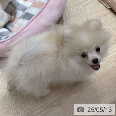 ポメラニアンの写真