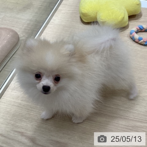 ポメラニアンの写真