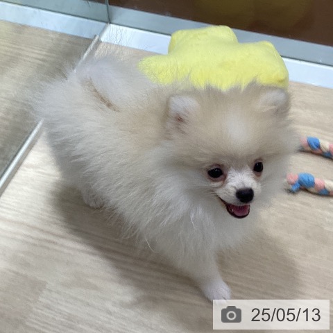 ポメラニアンの写真