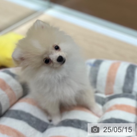 ポメラニアンの写真