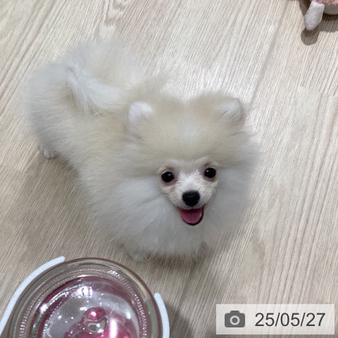 ポメラニアンの写真