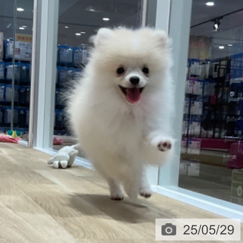 ポメラニアンの写真