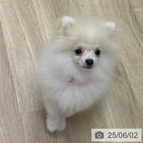 ポメラニアンの写真