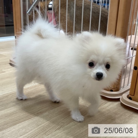 ポメラニアンの写真