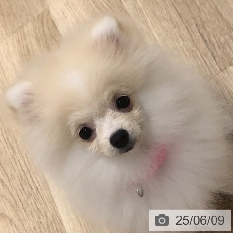 ポメラニアンの写真