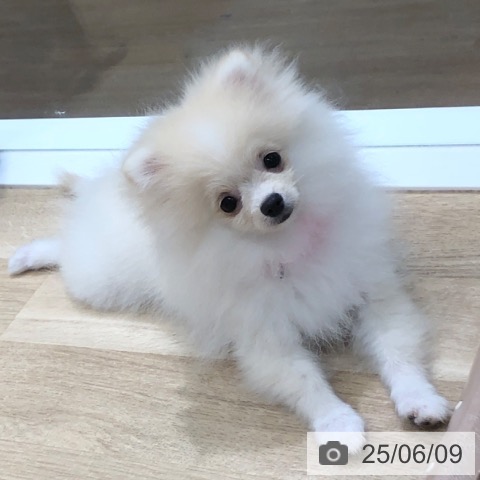 ポメラニアンの写真