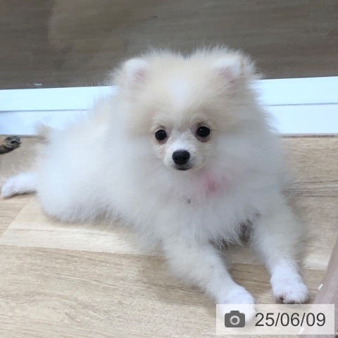 ポメラニアンの写真