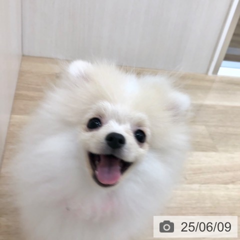 ポメラニアンの写真