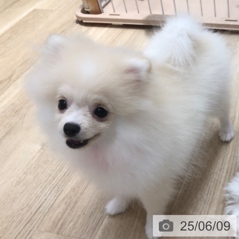 ポメラニアンの写真