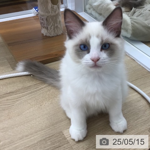 ラグドールの写真