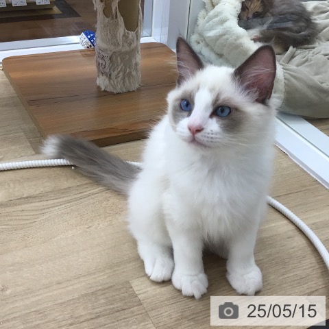ラグドールの写真