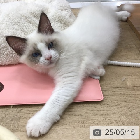 ラグドールの写真